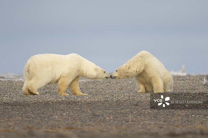北极熊(Ursus maritimus)沿着卡克托维克(Kaktovik)外的一个屏障岛冲突幼崽。每年秋天，北极熊(Ursus maritimus)聚集在阿拉斯加北极国家野生动物保护区(Arctic National Wildlife Refuge)北边缘的卡克托维克(Kaktovik)附近图片素材