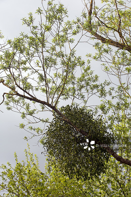 槲寄生(Viscum album)春天挂在森林边缘的一棵树上的槲寄生球，图尔，洛林，法国图片素材