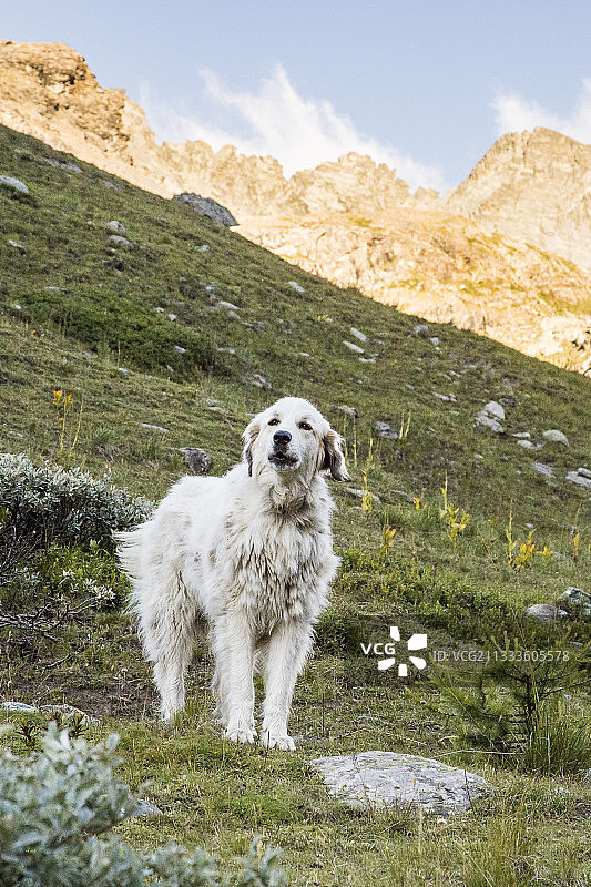 比利牛斯山狗在高山牧场，奎拉地区自然公园，阿尔卑斯山，法国图片素材