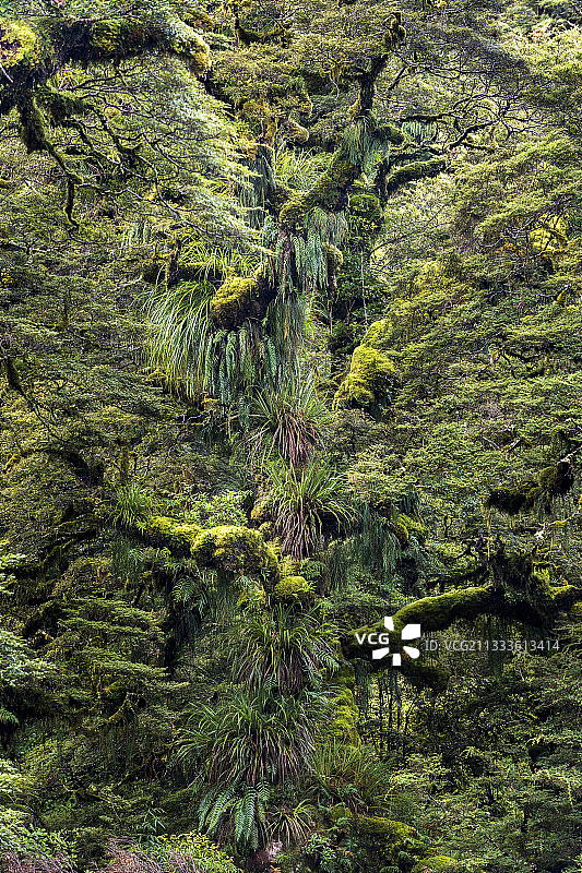 覆盖苔藓的树，特乌维拉国家公园，北岛，新西兰图片素材