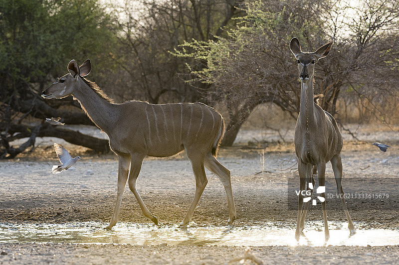 两只雌性大羚羊(链球菌羚羊)，日出时在博茨瓦纳喀拉哈里的水坑里饮水图片素材