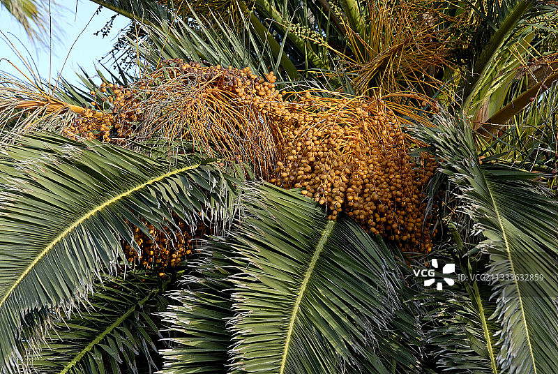 在法国普罗旺斯的一个公园里常见的水果椰枣图片素材