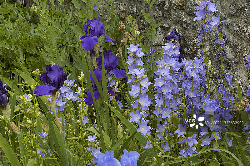 5月蓝色的风铃花和鸢尾图片素材