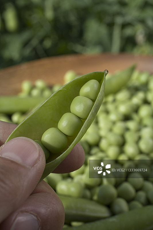 花园豌豆“外科医生”法国图片素材
