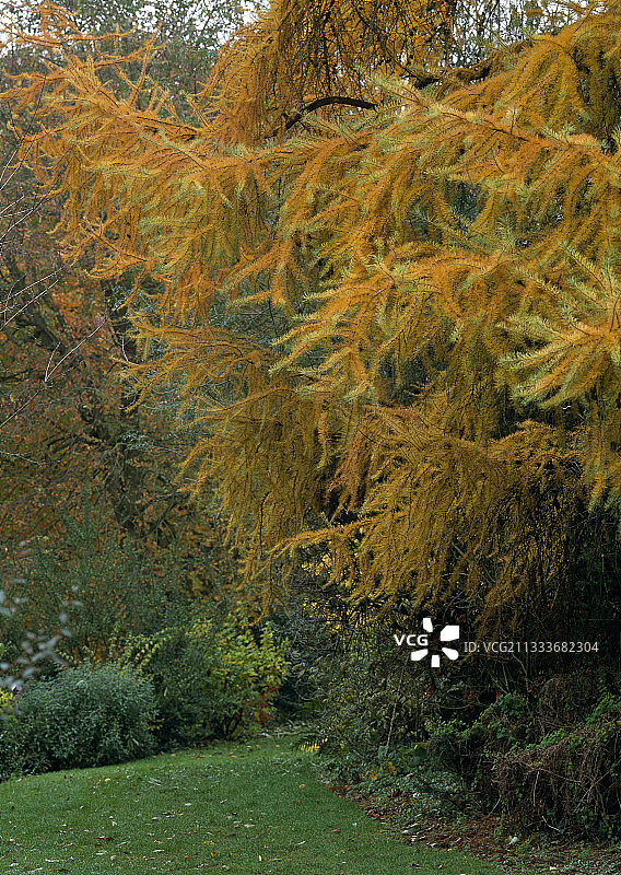 欧洲落叶松和贝尔维尤花园的晚香玉图片素材