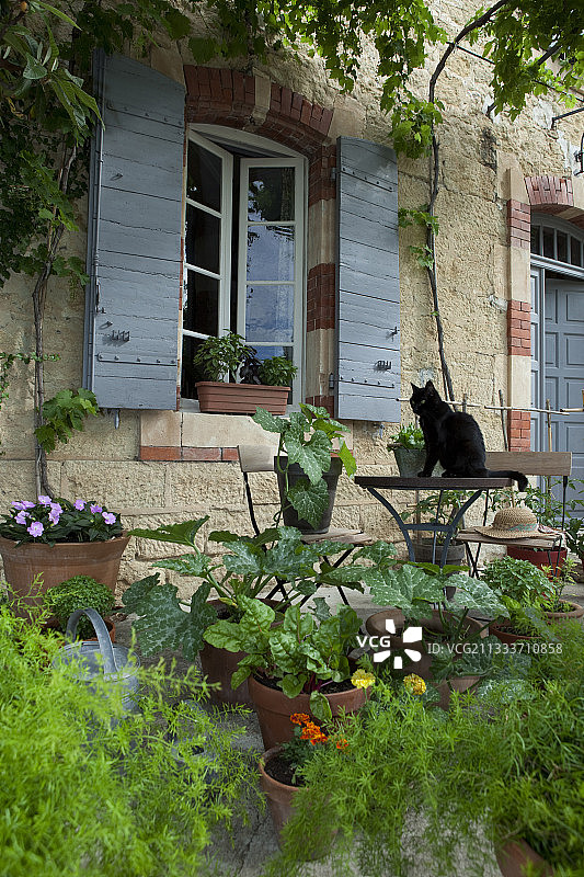 菜园里的锅和猫在春天的法国PACA图片素材