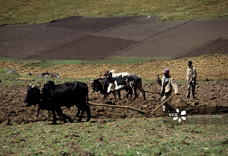 和斑马一起在埃塞俄比亚的顶级牧场上耕作图片素材