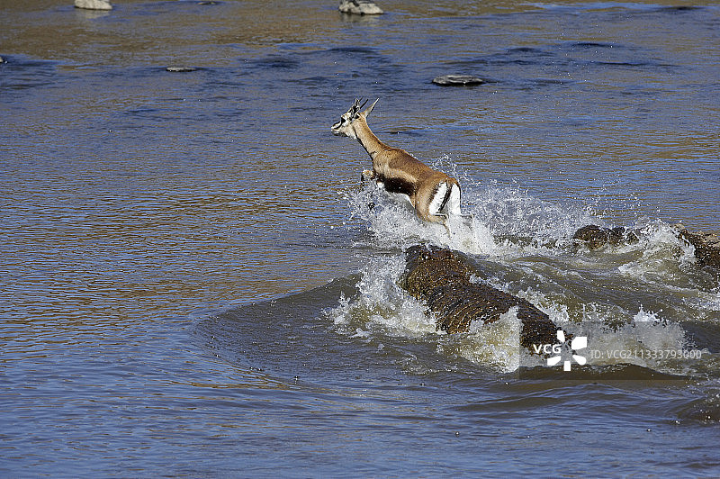 汤姆森的瞪羚逃离鳄鱼对马赛马拉的攻击图片素材
