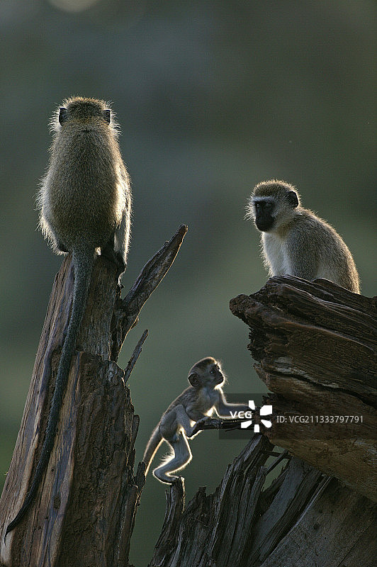 在一个坏树干上的绿猴子家族Masaï马拉肯尼亚图片素材