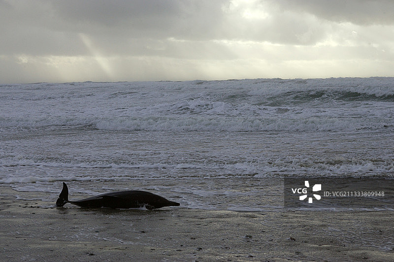 2007年1月1日，一场强烈的风暴过后，奥德涅湾的特雷格纳克海滩上的动物们失败了。图片素材