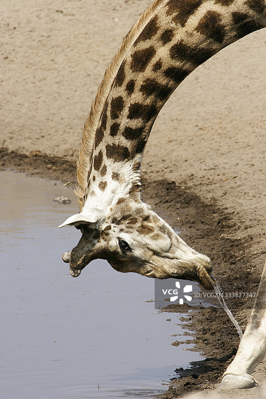 长颈鹿来到一个水点Etosha刷新图片素材