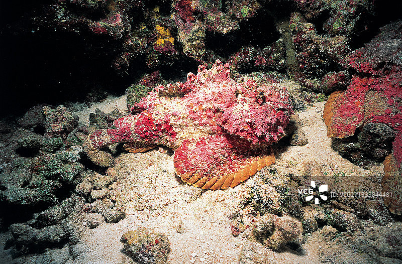 法属波利尼西亚的石鱼图片素材