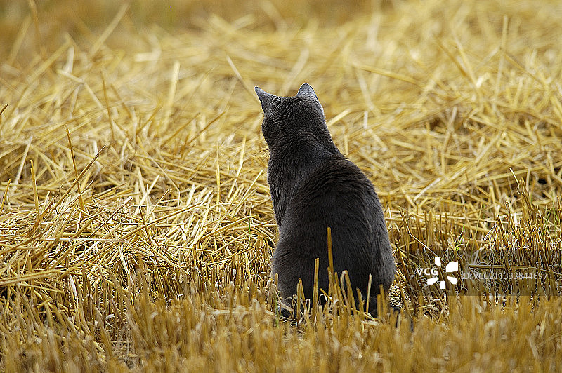 一只猫在法国收获的田野里等待一只田鼠图片素材