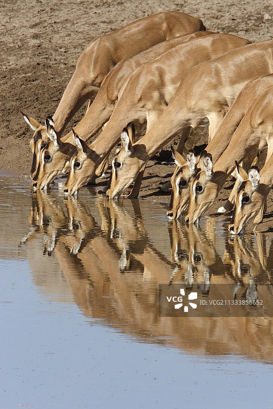 Etosha纳米比亚水点的黑脸黑斑羚图片素材