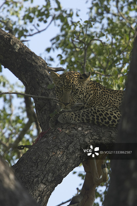 南非克鲁格公园，一只豹在树上休息图片素材