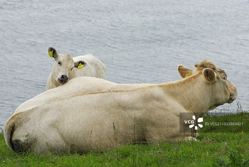 夏洛来奶牛和她的牛犊到爱尔兰海滨康内马拉图片素材