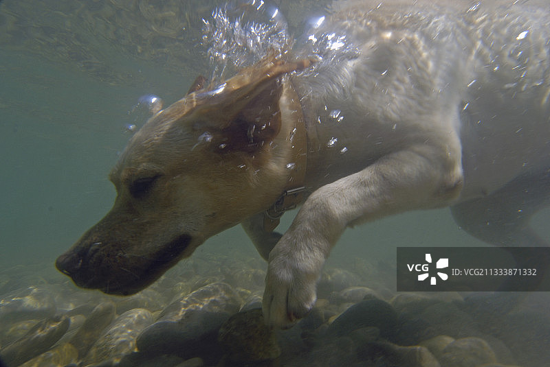 法国韦尔登水下游水的拉布拉多寻回犬图片素材