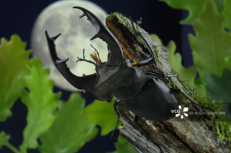 月光下的雄鹿甲虫图片素材