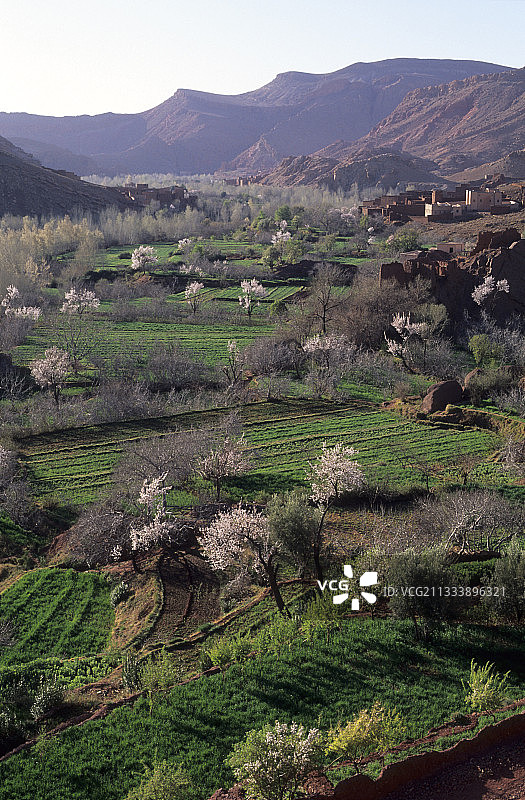 在摩洛哥高阿特拉斯戴德斯山谷的果园盛开图片素材