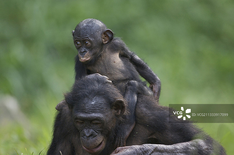 年轻的倭黑猩猩在她妈妈的肩膀上图片素材