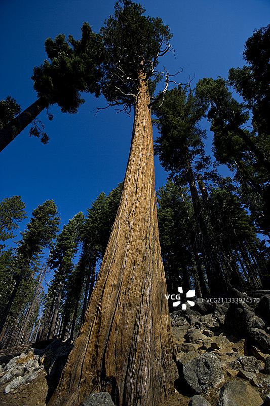 美国加州约塞米蒂国家公园的巨型红杉图片素材