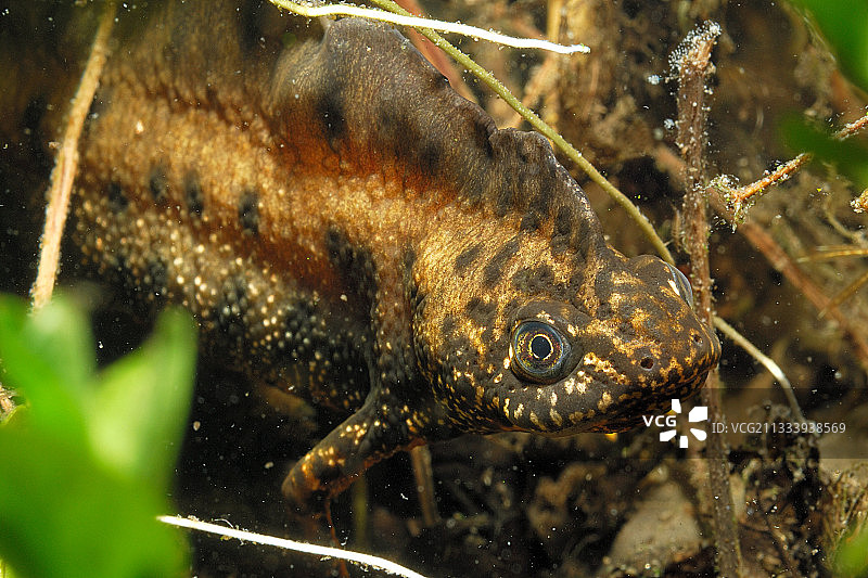 法国都兰一个池塘里的雄性北方冠蝾螈图片素材