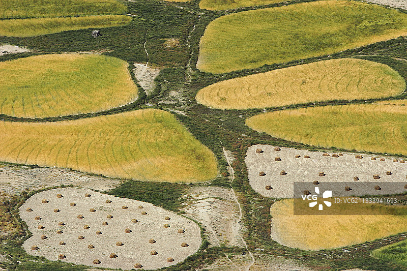 印度赞斯卡山谷的混合谷物种植图片素材