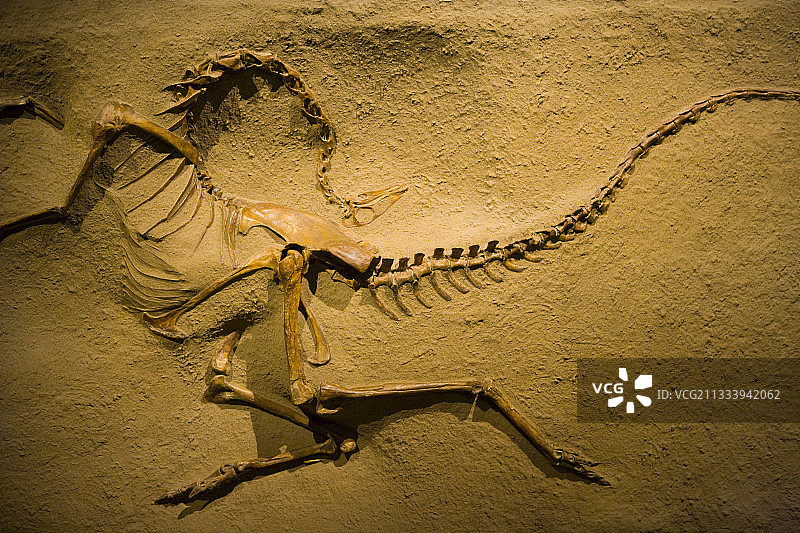 恐龙:高原Struthiomimus altus图片素材
