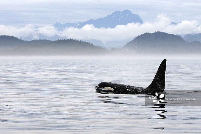 在加拿大约翰斯通海峡水面上游动的虎鲸图片素材