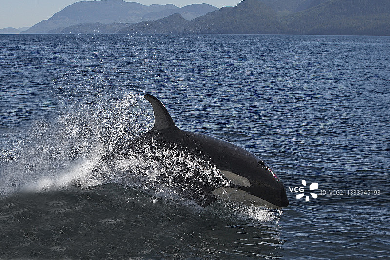 逆戟鲸在加拿大约翰斯通海峡水面上跳跃图片素材
