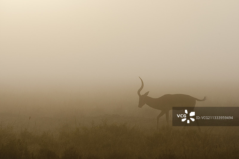 公黑斑羚在马赛马拉的晨雾中行走图片素材