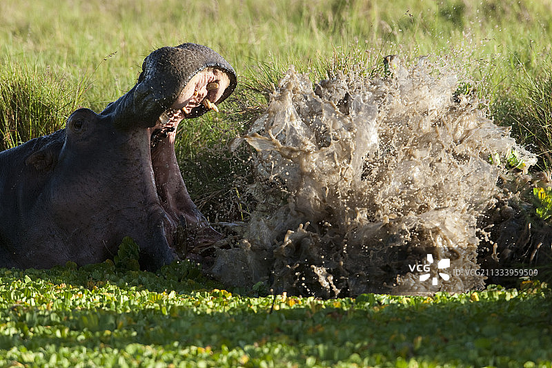 雄性河马在肯尼亚马赛马拉水里搏斗图片素材