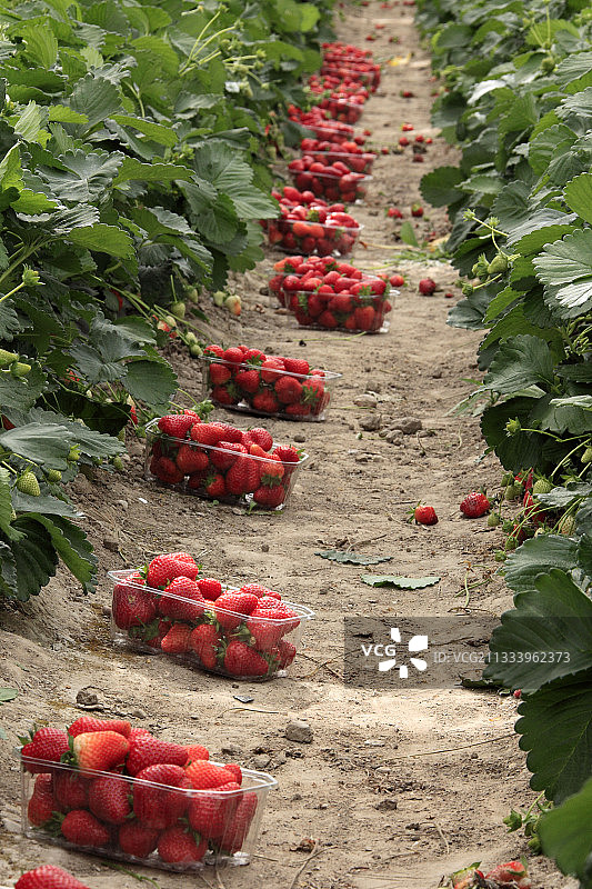 在法国温室收获草莓的盒子图片素材