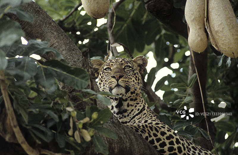 在肯尼亚马赛马拉香肠树休息的豹子图片素材