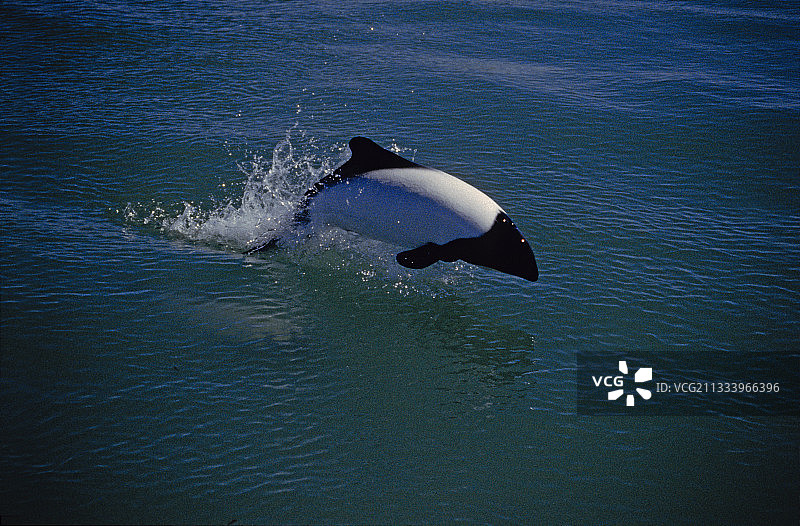 康墨逊海豚正在阿根廷的巴塔哥尼亚进行海豚拍摄图片素材