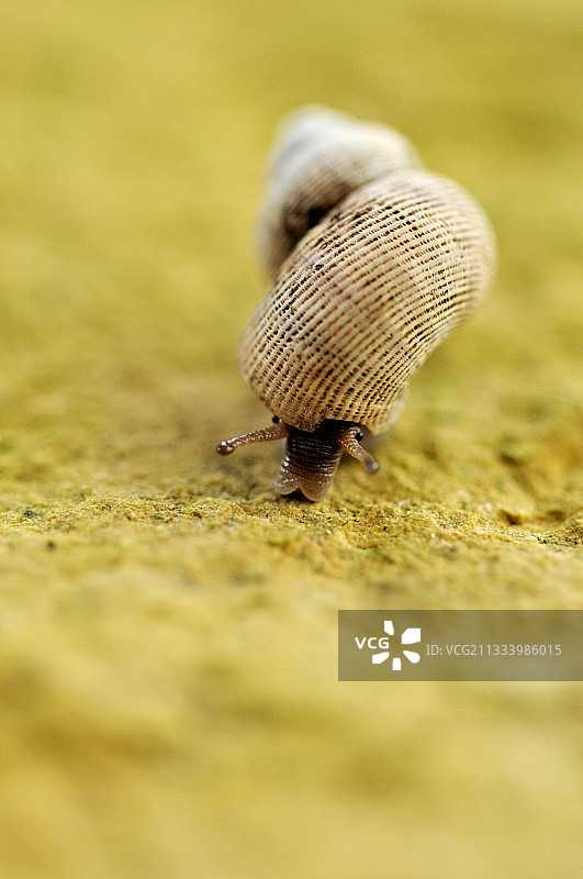 法国科雷兹的平顶山上的圆嘴蜗牛图片素材