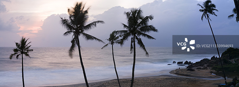 夕阳下的椰子树印度喀拉拉邦金色海滩图片素材