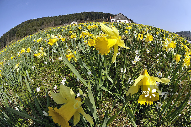 法国孚日草原上的一种水仙花和欧洲木材图片素材