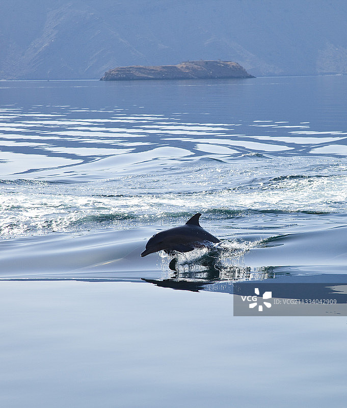 宽吻海豚在阿曼穆桑达姆海面上跳跃图片素材