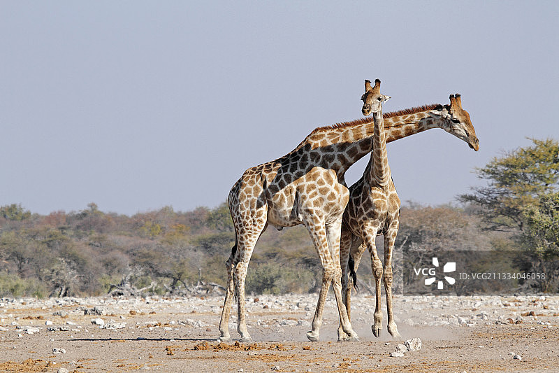 小长颈鹿和成年长颈鹿之间的模拟战斗纳米比亚图片素材