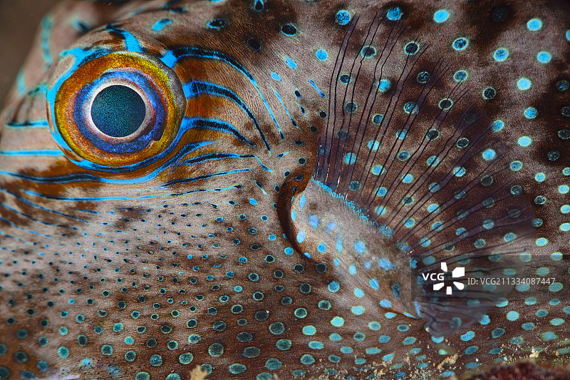 大溪地波利尼西亚斑点尖鼻的眼睛和鳍图片素材