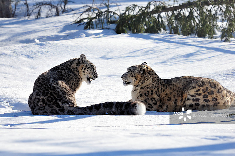 雪地里的两只雪豹图片素材