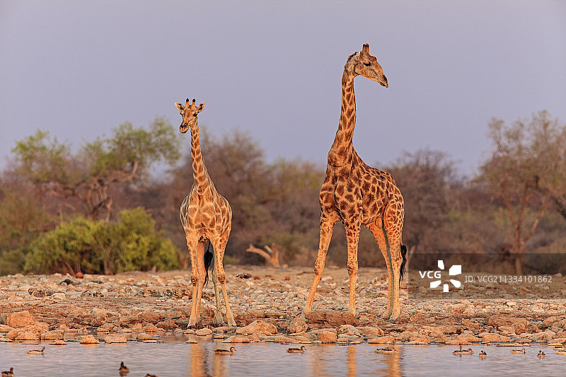 纳米比亚Etosha水边的长颈鹿图片素材