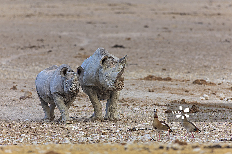 纳米比亚Etosha海滨的黑犀牛和幼崽图片素材