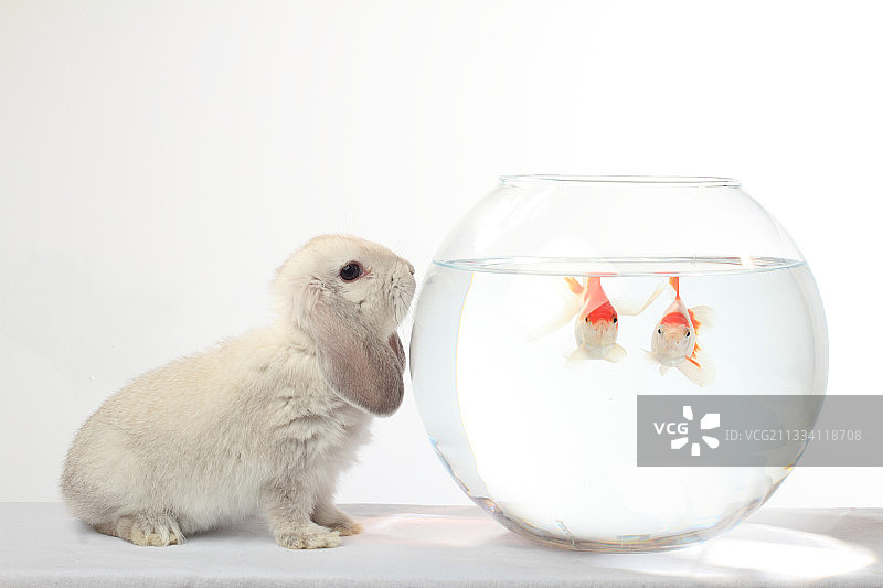 小矮人兔子和红鱼在一个罐子里图片素材