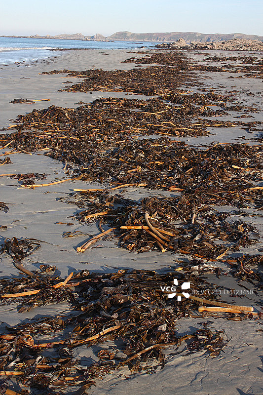 居维被冲上法国布列塔尼的海滩图片素材