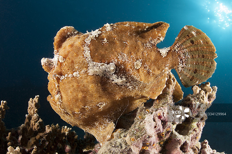 法属波利尼西亚塔希提岛珊瑚礁上的彩绘蛙鱼图片素材