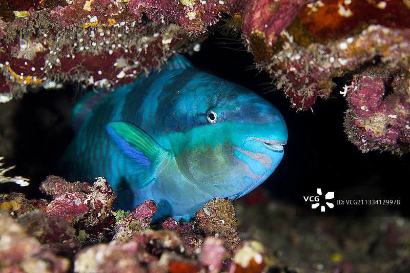 法属波利尼西亚塔希提岛礁中的球头鹦嘴鱼图片素材