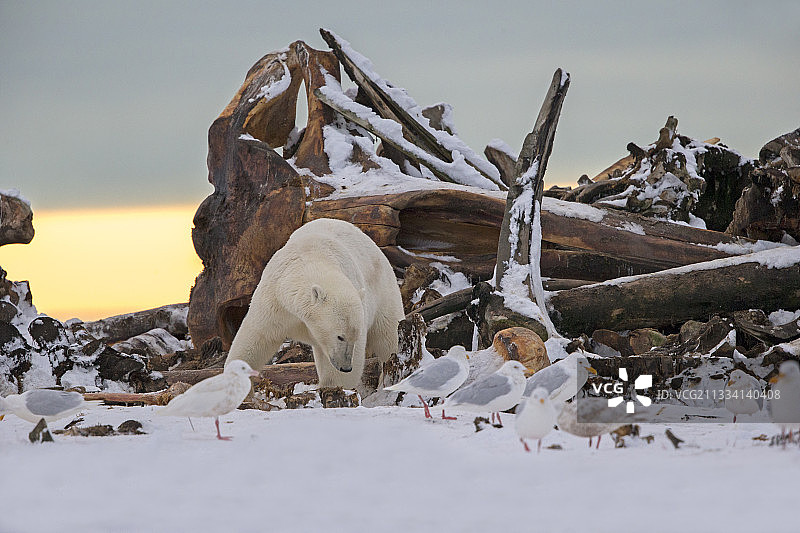 北极熊和鲸骨-阿拉斯加易货岛图片素材