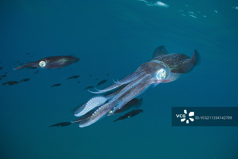 大鳍礁乌贼在开放水域游泳-斐济图片素材